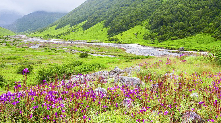 Valley of flower Tour Package